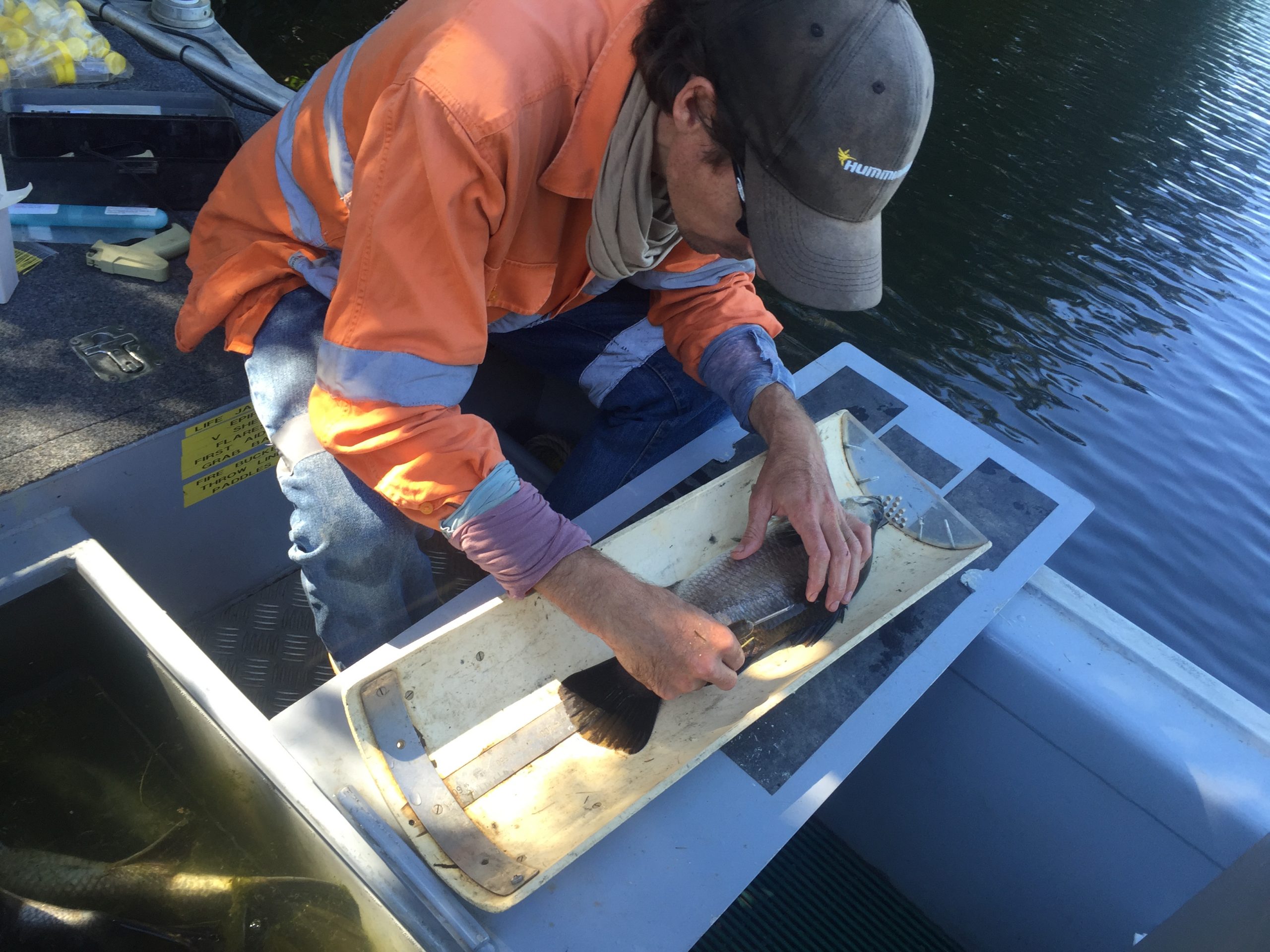 Man with barramundi.