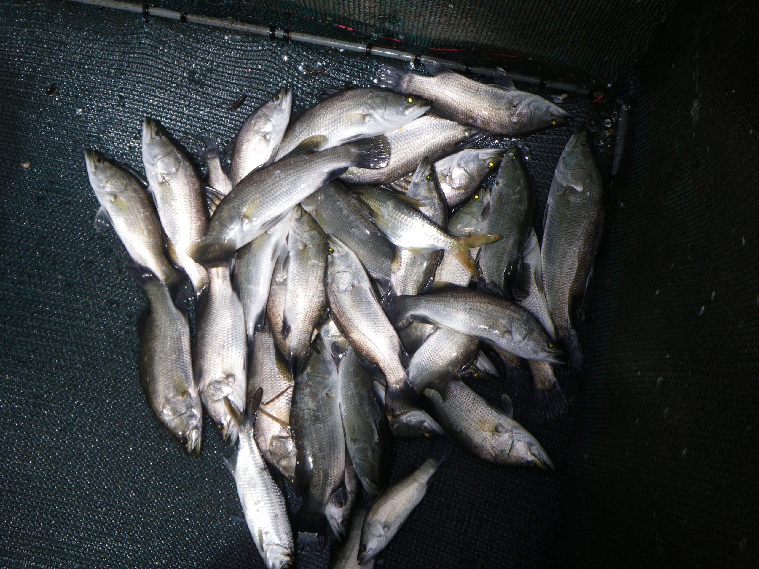 Juvenile barramundi.