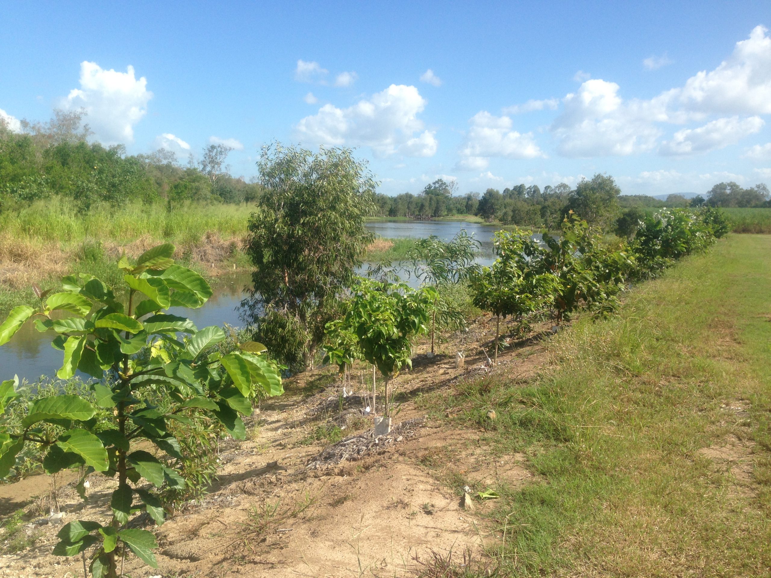 Biodiversity at Bakers Creek treatment train.