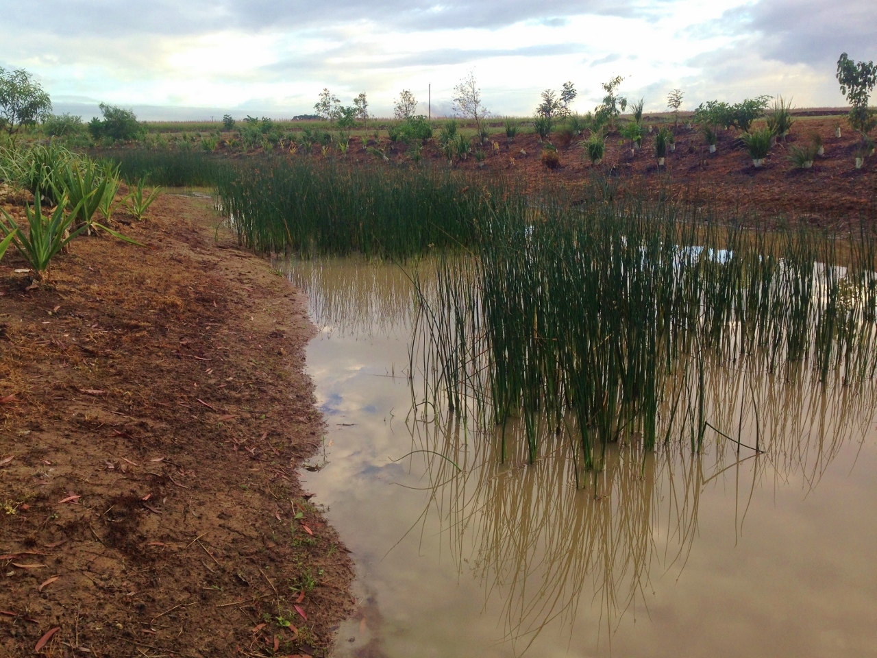 Reeds in creek at the Bakers Creek treatment train.
