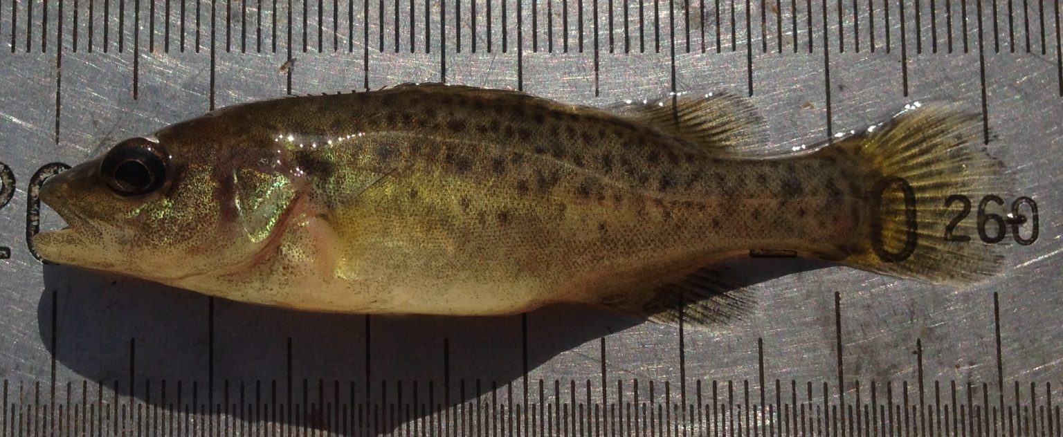 Sprb Cod Bremer River (Berrys Weir) rock ramp fishway - CS Environmental