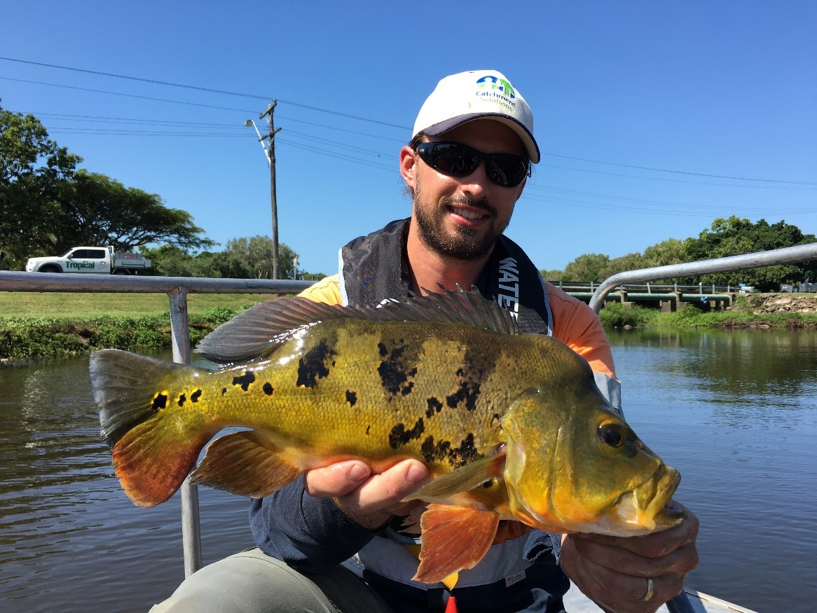 CS Environmental fisheries Ecologist Jack McCann with the first mature male Peacock bass captured