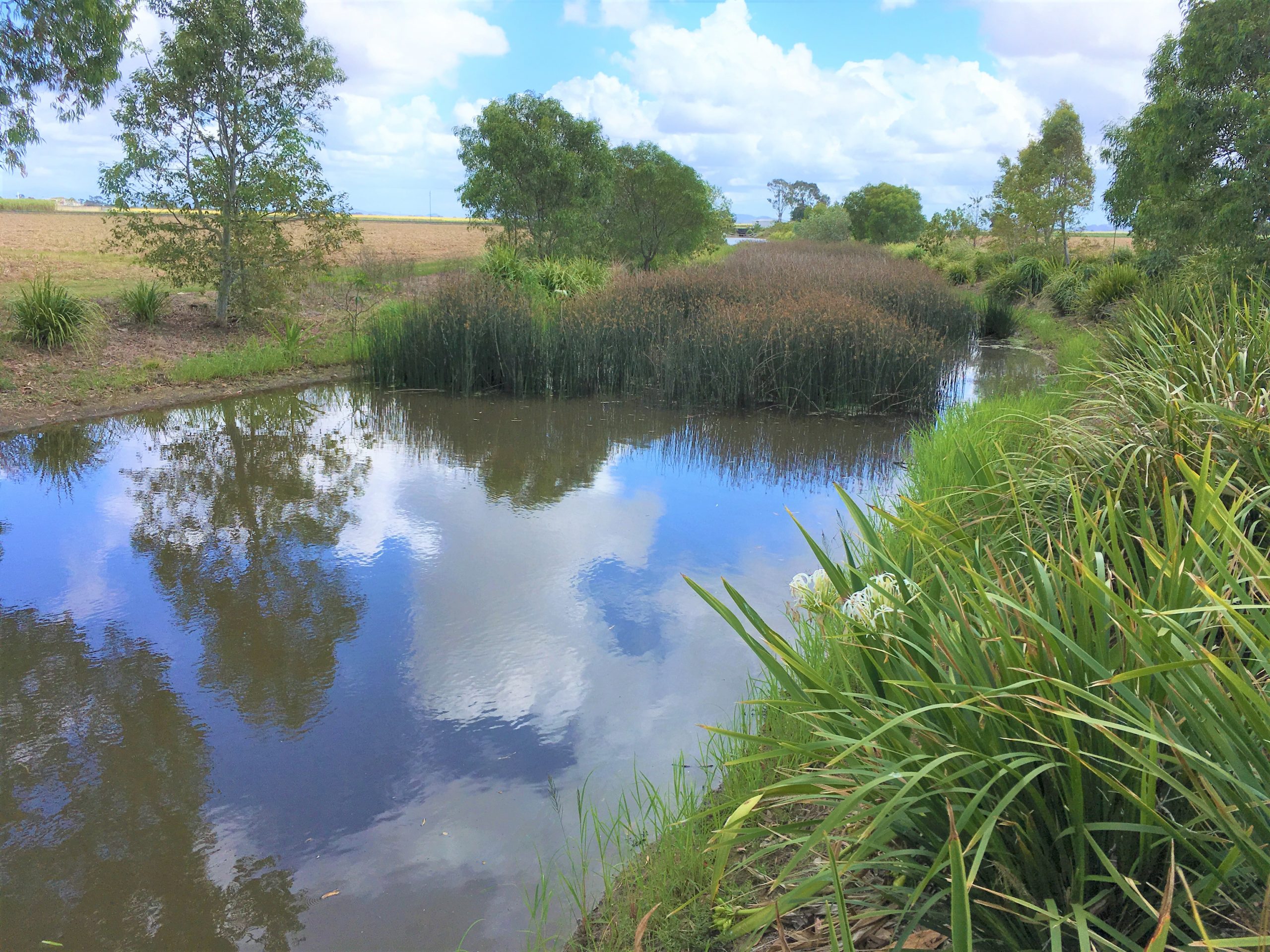 Bakers Creek treatment train wetlands.