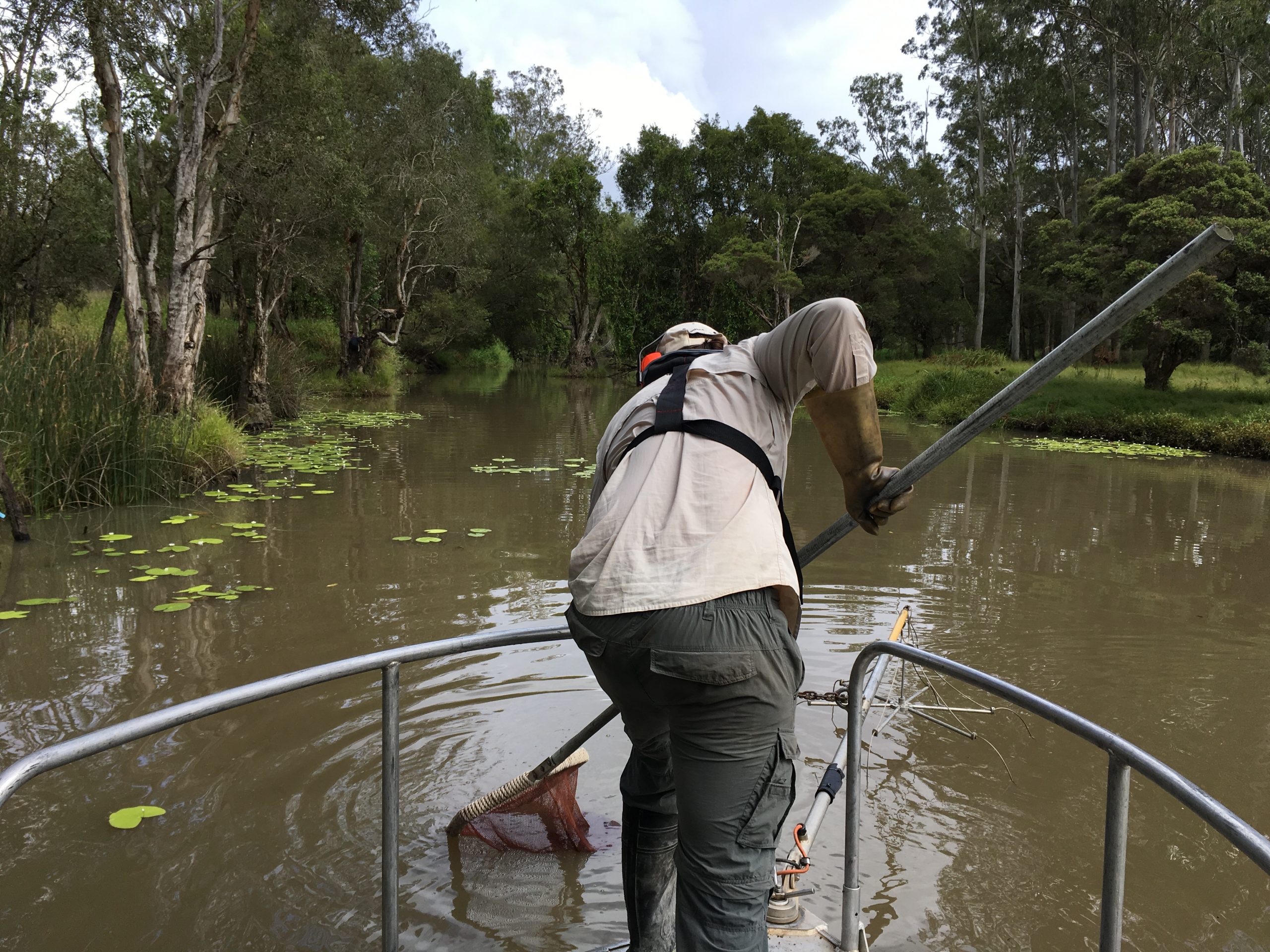 Man electrofishing, Scrubby Creek.
