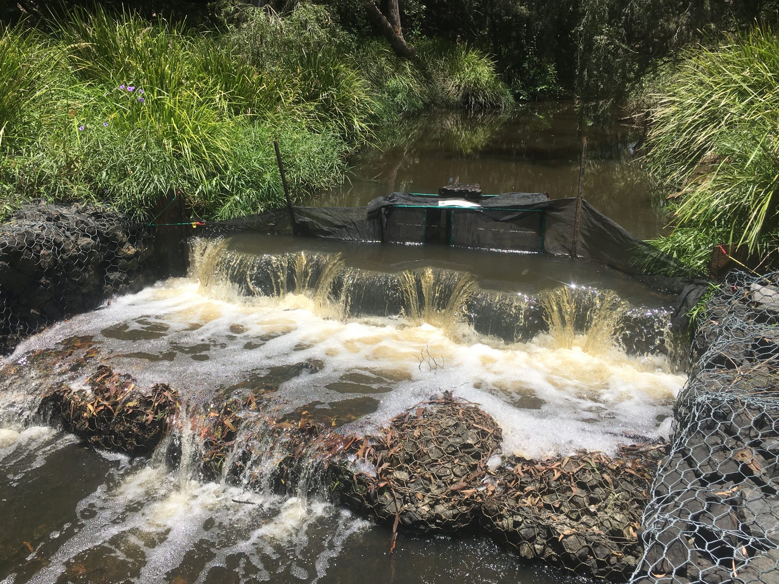 Fish trap set above rock gabion barrier.