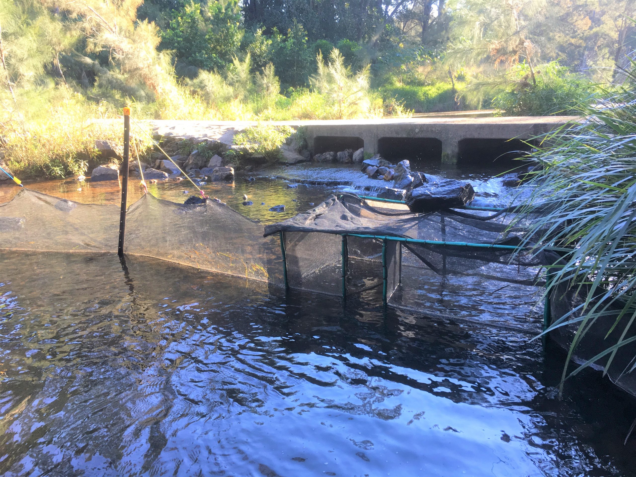 Fish trap set below culvert crossing barrier.