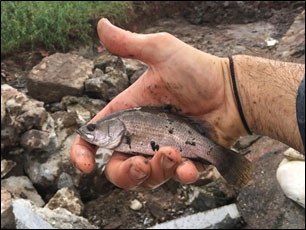 Juvenile barramundi trapped below causeway fish barrier, and could not reach upstream life-cycle dependant nursery wetlands due damaged fishway.