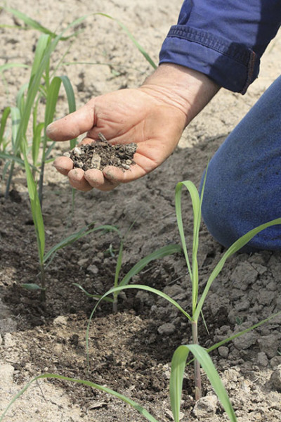 Project Catalyst - Soil Health plays a big part in Sugar Cane production