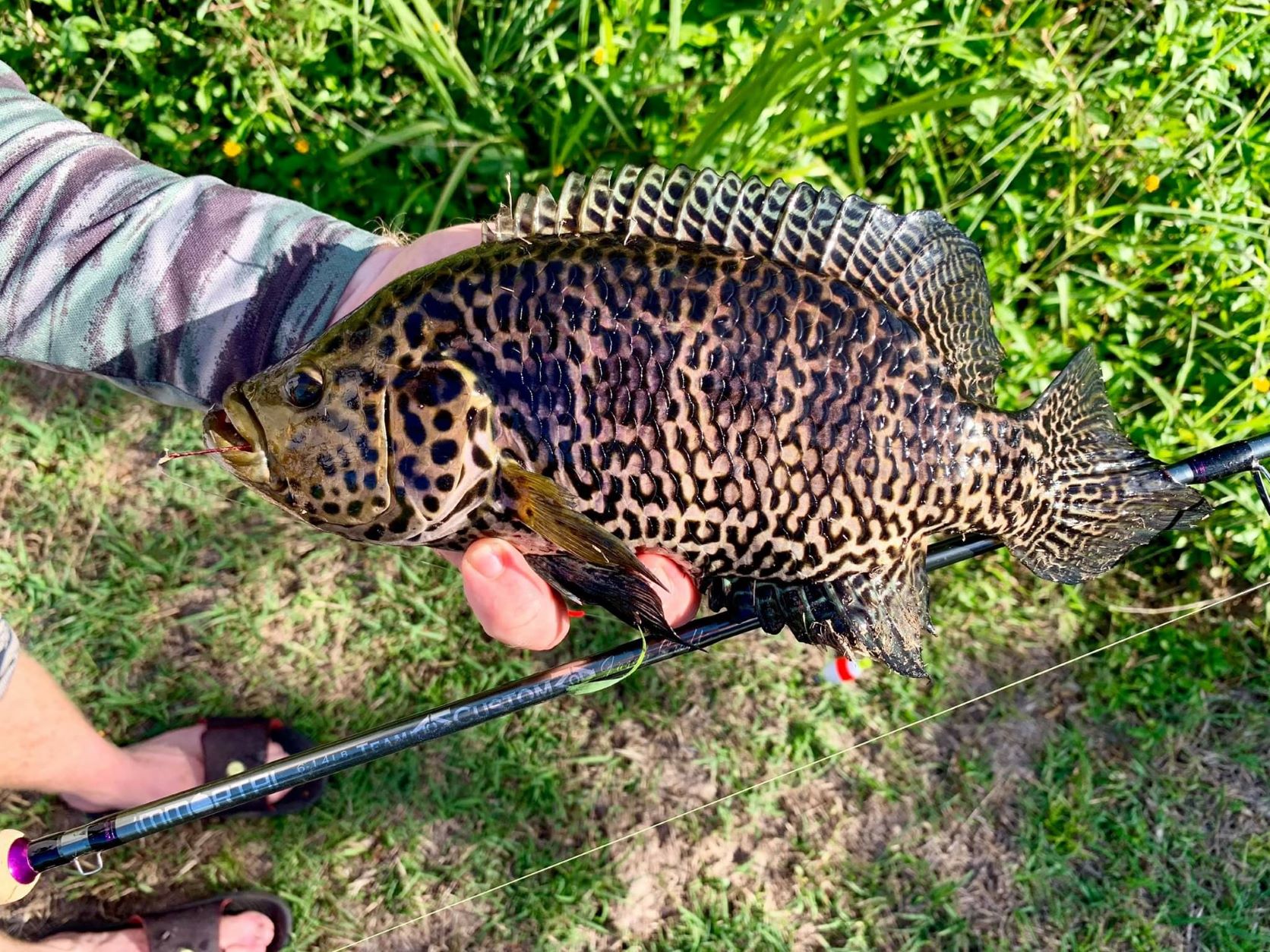 Jaguar Cichlid pest fish caught in Mackay