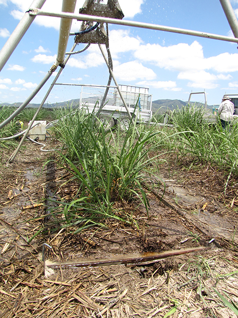 Rainfall Simulator in action Imidacloprid Trial