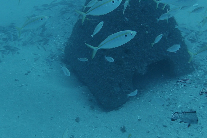Pyramid FAD Bundaberg underwater