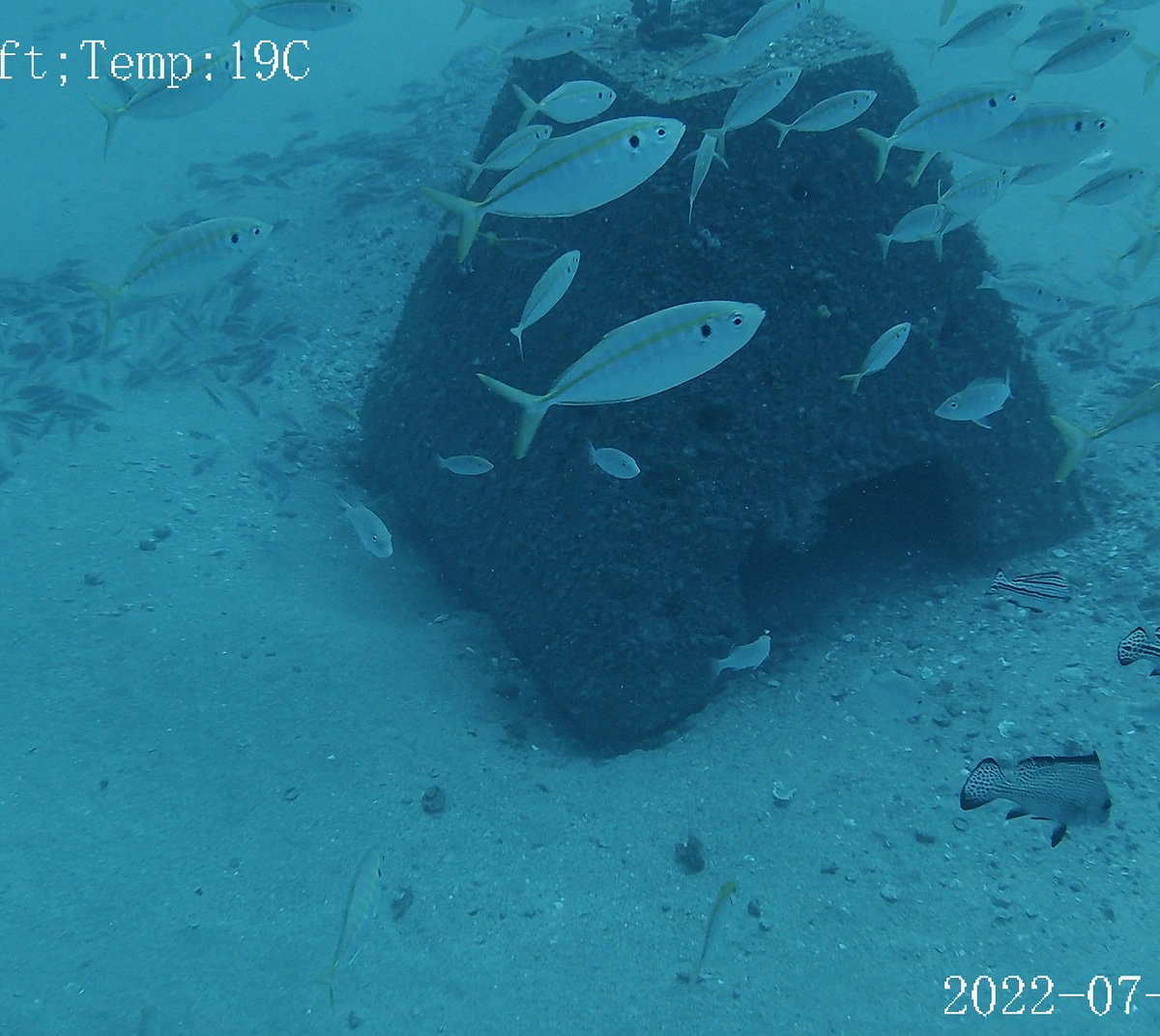 Pyramid FAD Bundaberg underwater