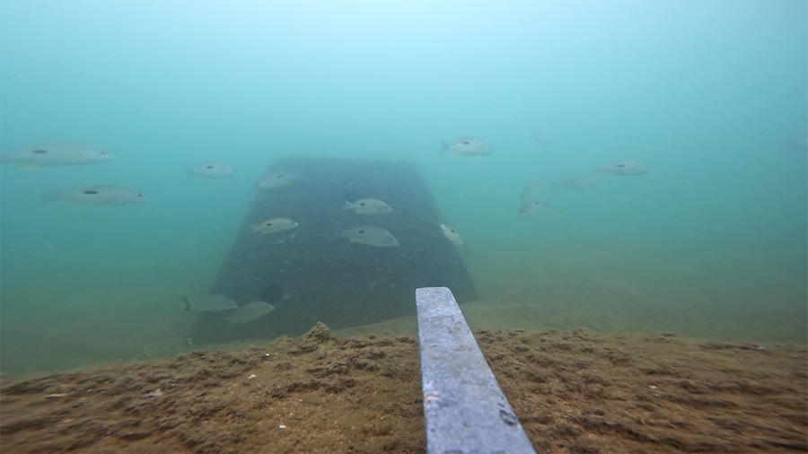 Pyramid Reef Habitat Pioneer River Fish
