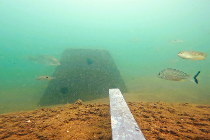 Pyramid Reef Habitat Pioneer River Fish