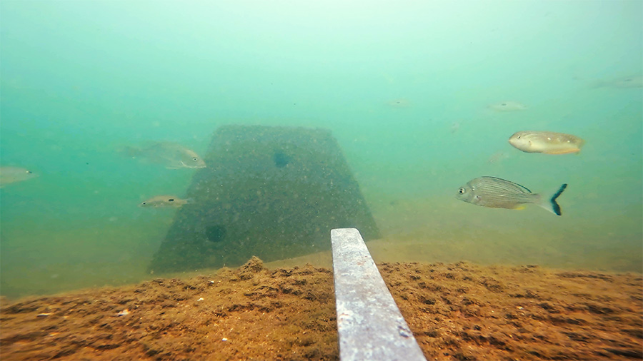Pyramid Reef Habitat Pioneer River Fish