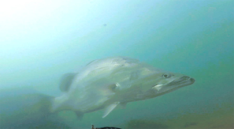Underwater footage showing large barramundi on artificial reef fish habitat Bommie Modules in Queensland, Australia by CS Environmental