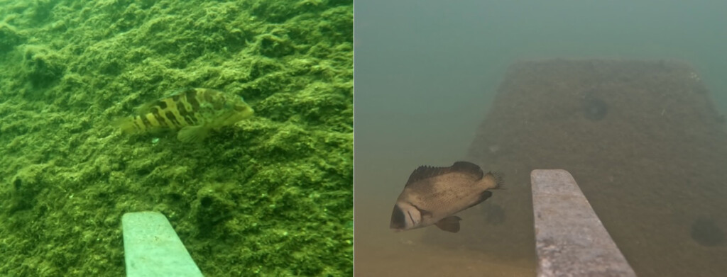 Underwater footage showing juvenile fish utilising artificial reefs as refuge and shelter habitat, including juvenile estuary cod and juvenile brown sweetlip.