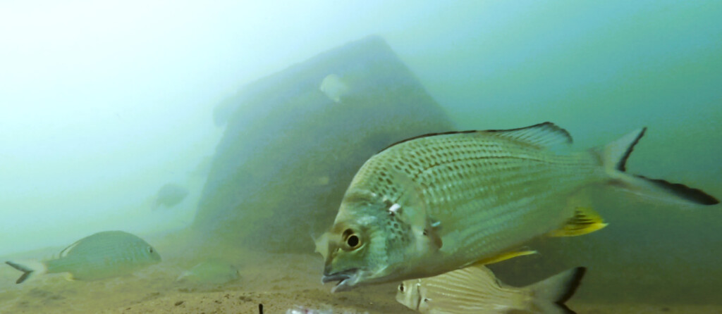 Underwater BRUV footage of fish including bream using the reef bommie module artificial reefs as fish habitat captured by CS Environmental, Queensland, Australia.