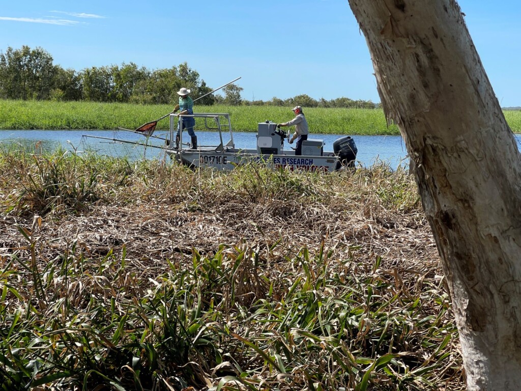Barra and Beef field day electrofishing on display