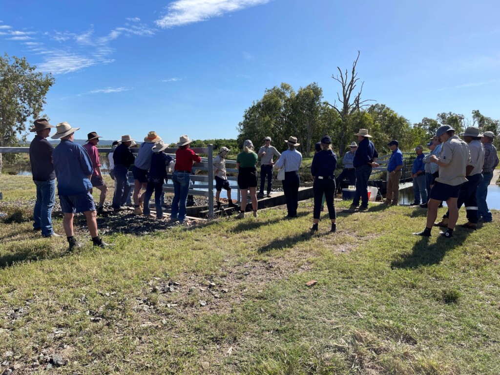 Barra and Beef field day - a great turnout. Marklands Station Koumala