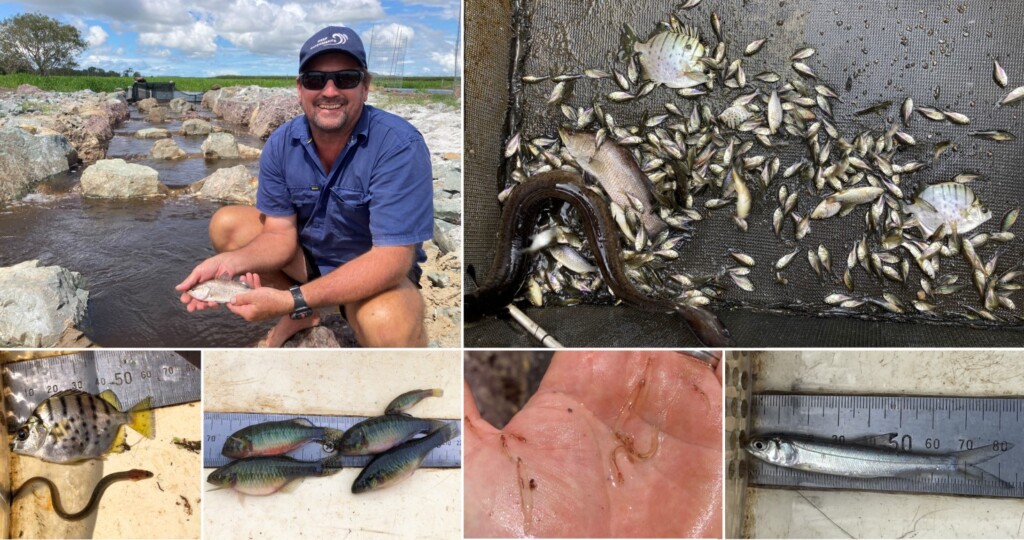 Rock ramp fishway sampling or Fishladder monitoring results showing juvenile barramundi, giant herring, empire gudgeon, striped scat recorded by CS Environmental sampling fish past a fish barrier, Queensland, Australia.