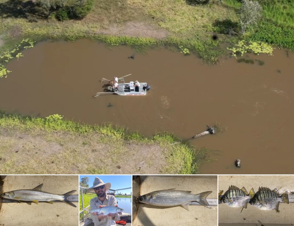 fish community monitoring using boat electrofishing methods to survey Macs wetland rehabilitation to improve water quality and fisheries productivity, Queensland Australia