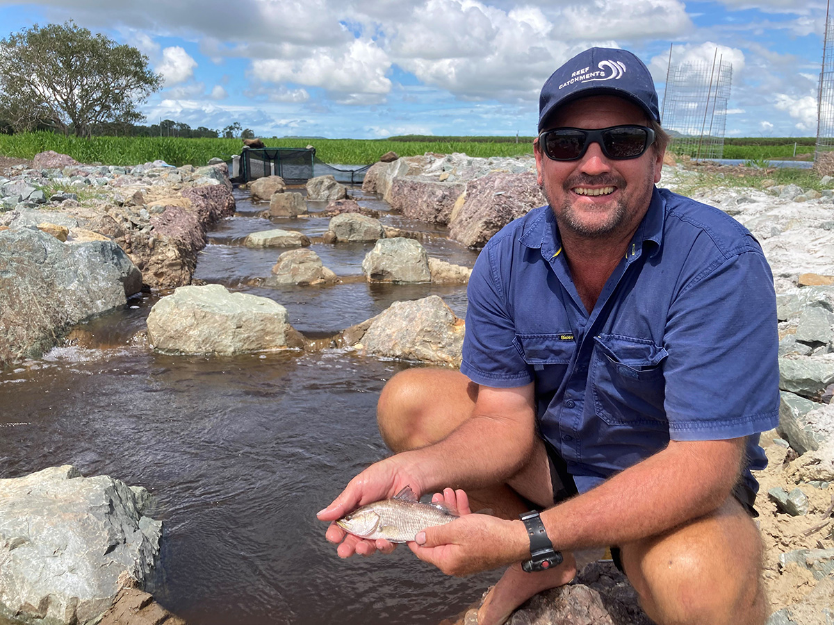 Fishway monitoring at the fishladder Macs Wetlands. Rock ramp fishway sampling or Fishladder monitoring results where juvenile barramundi, giant herring, empire gudgeon, striped scat recorded by CS Environmental sampling fish past a fish barrier, Queensland, Australia.
