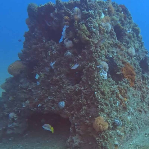 Pyramid Reefs, CS Environmental