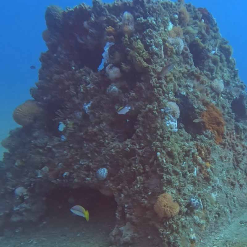Pyramid Reefs, CS Environmental